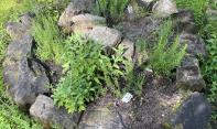 Kräuterschnecke 4